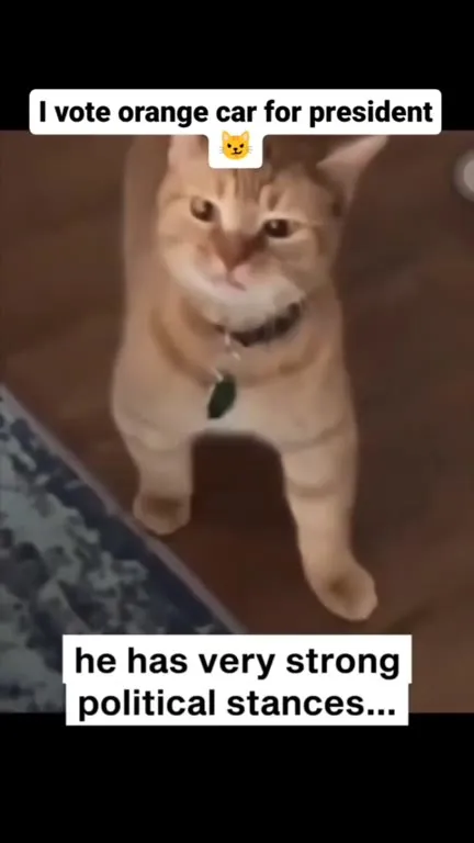 Orange Cat for President