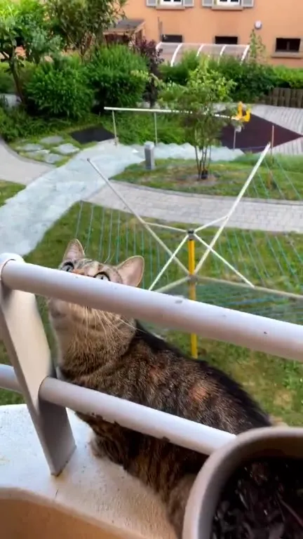 Кот смотрит сверху вниз