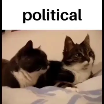 Political Cats Become Affectionate