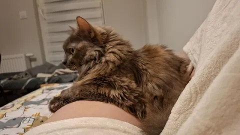 Кот охраняет живот