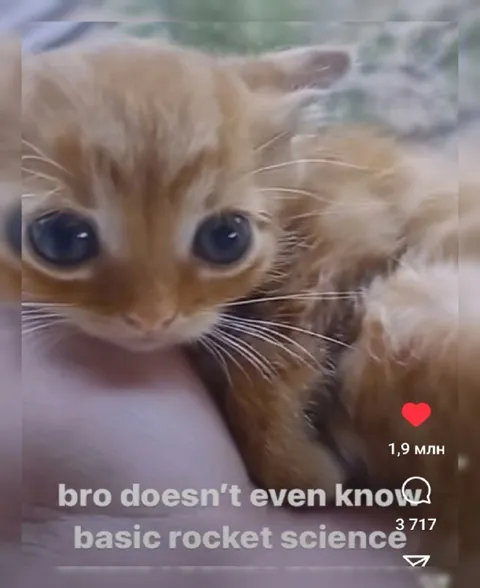 Kitten Doesn't Know Rocket Science