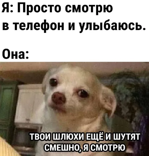 Собака смотрит смешные шлёхи