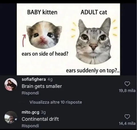 Kitten Ears Suddenly Move