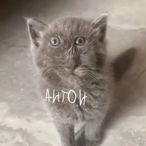 Котёнок Антон с удивлённым взглядом