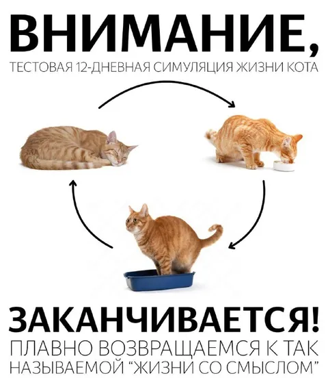 Тестовая симуляция жизни кота