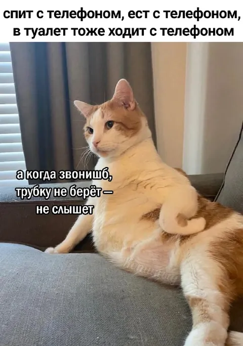 Кот не слышит звонок