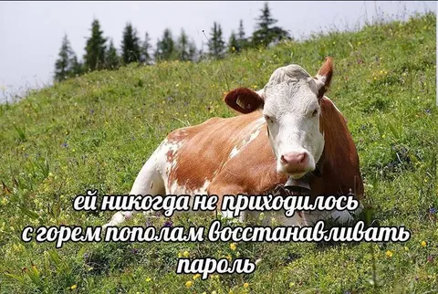 Корова восстанавливает пароль