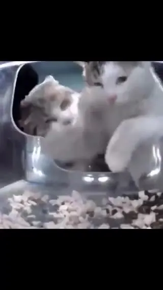 Коты не поделили домик