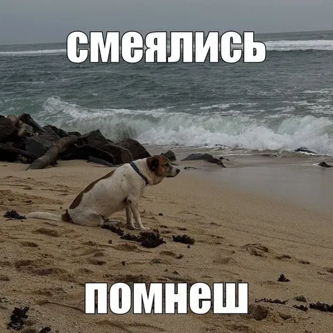 Собака на пляже: смеялись, помнишь