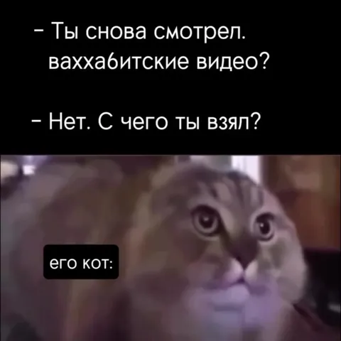 Его кот всё знает