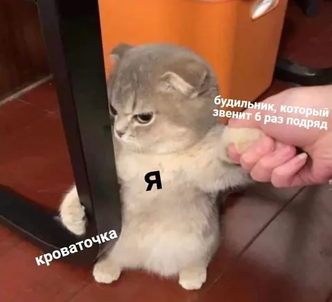 Кот после шестого будильника