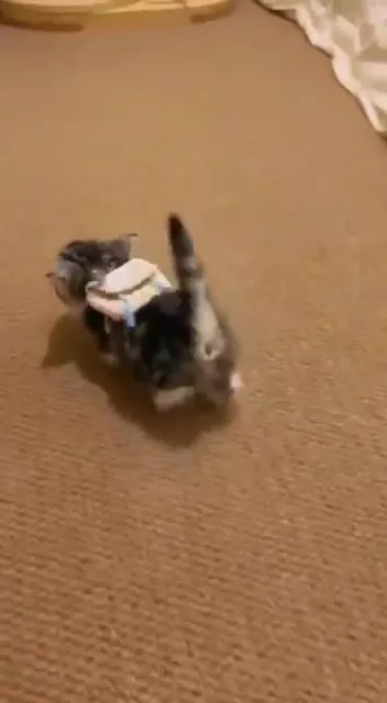 Котёнок спешит за бутылочкой