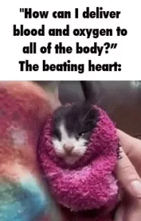 The Beating Heart Delivers Blood