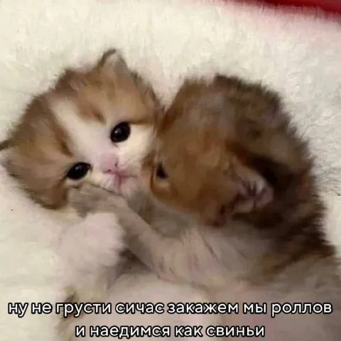 Котята утешают роллами