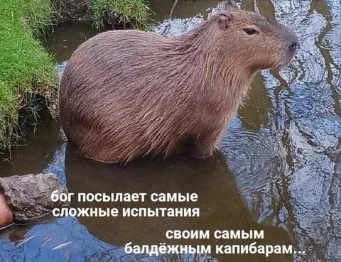 Самые сложные испытания капибарам