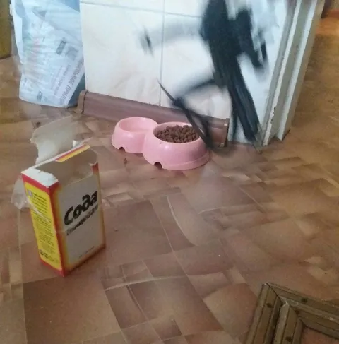 Кот летит к миске