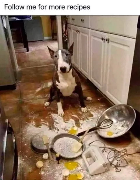 Dog’s Failed Recipe