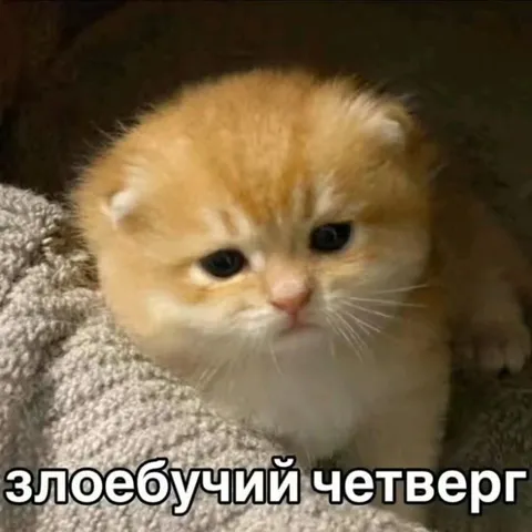 Злоебучий четверг