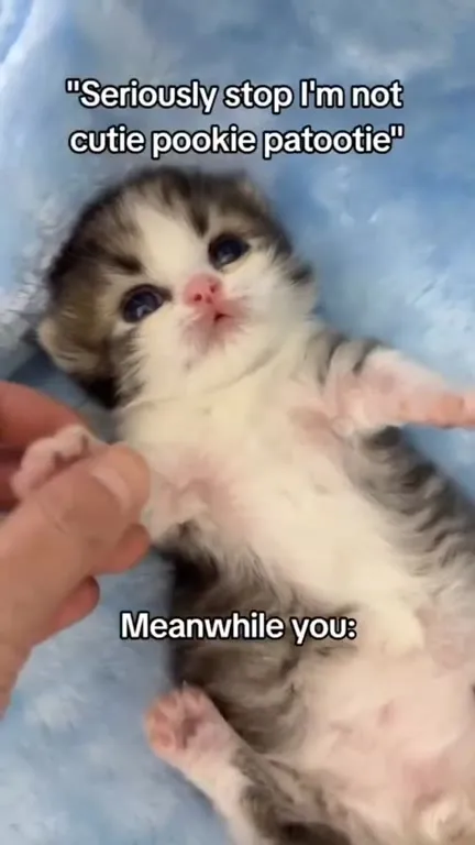 Cute Pookie Patootie Kitten