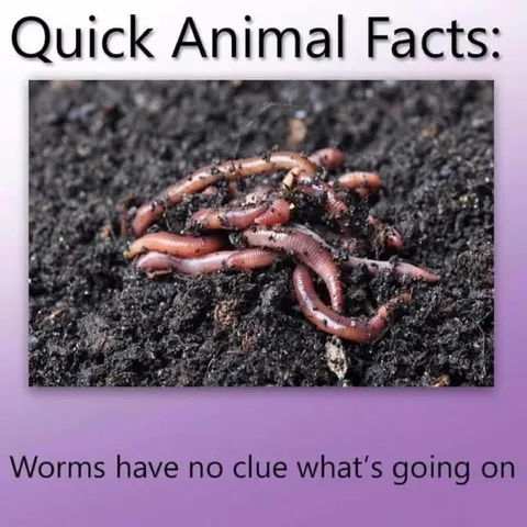 Worms Have No Clue