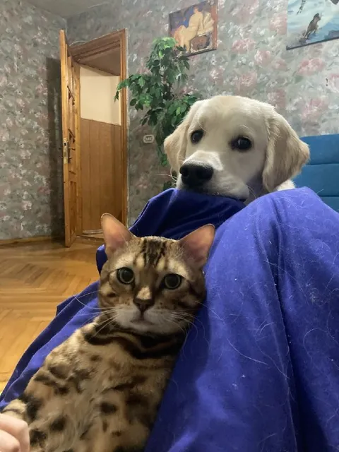Кот и щенок под одеялом
