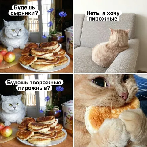 Кот выбирает пирожные