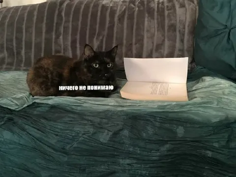 Кот ничего не понимает