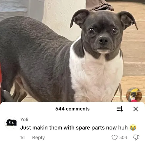 Dog Made From Spare Parts