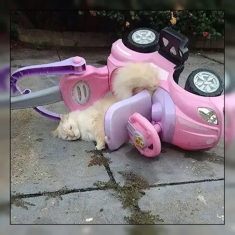 Кот под перевернувшейся машинкой