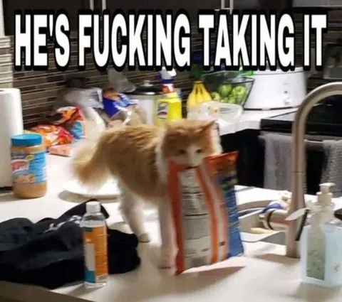 Cat Taking It Seriously