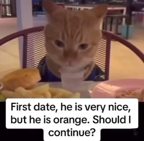 First Date with an Orange Cat