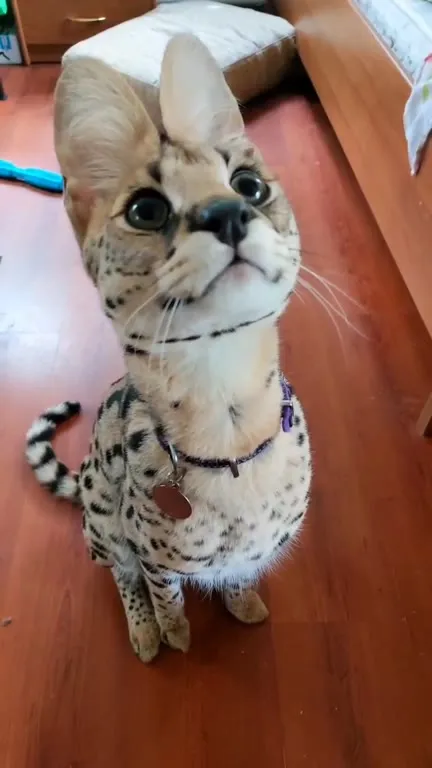 Кот с хищным рыком
