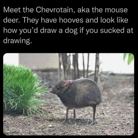 The Mouse Deer Looks Like a Bad Dog Drawing