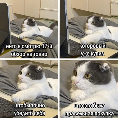 Кот смотрит обзоры после покупки