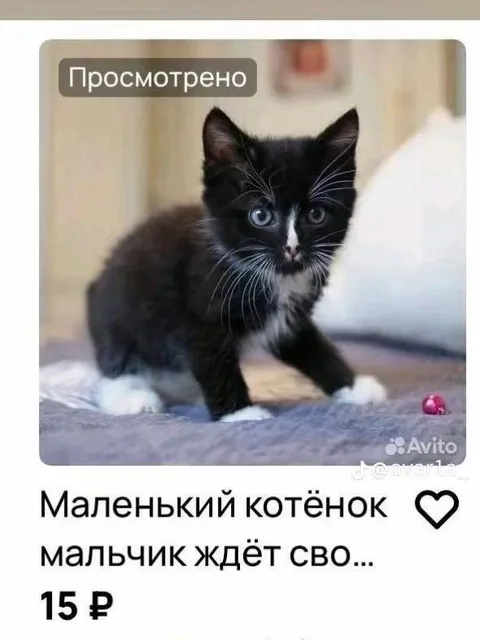 Котёнок за 15 рублей