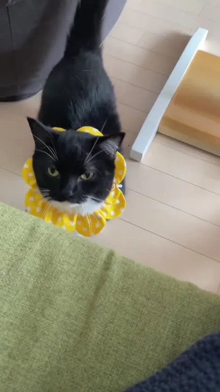 Чёрный кот в жёлтом воротнике