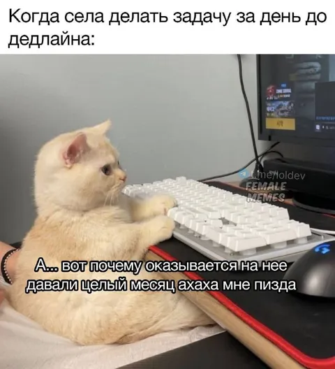 Кот узнал про дедлайн