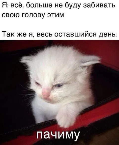 Котёнок спрашивает «пачиму»