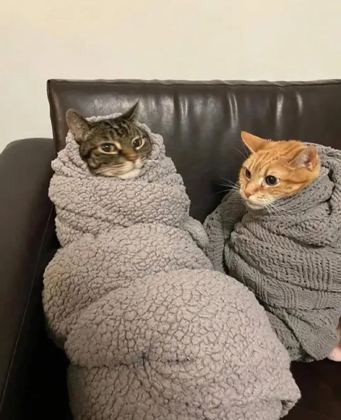 Коты укутались в пледы