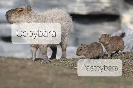 Copybara and Pasteybara