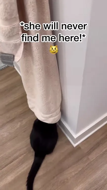 Cat Hides Under Curtain