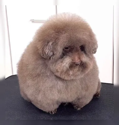 Круглая собака после стрижки