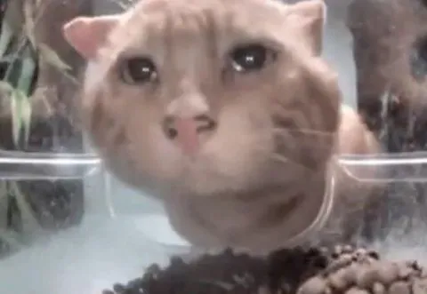 Плачущий кот за стеклом
