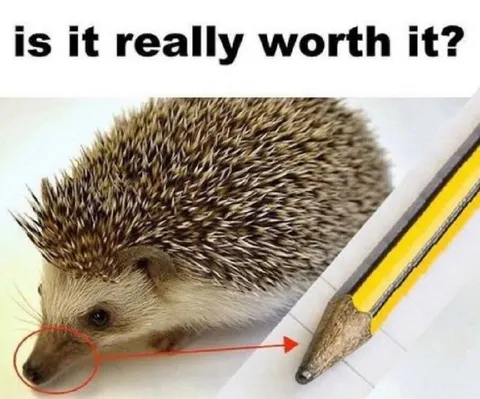Is It Really Worth It Hedgehog
