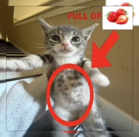 Full of Strawberries Kitten