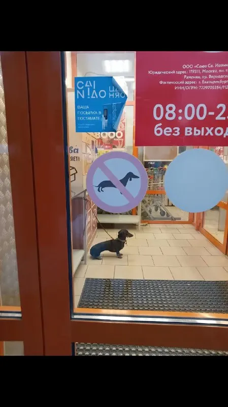 Собака нарушает запрет на вход