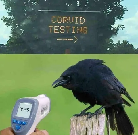 Crow Says Yes to COVID Test