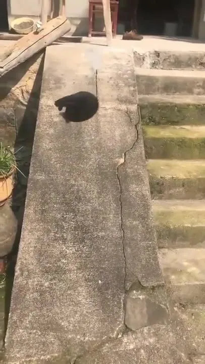 Кот кувыркается по пандусу