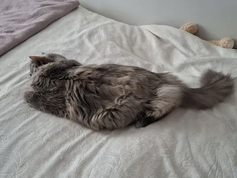 Очень длинный кот на кровати