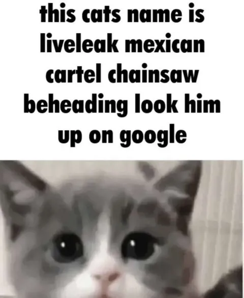 Cat Named LiveLeak Mexican Cartel Chainsaw